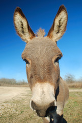 Friendly donkey pet is up close and in your face.