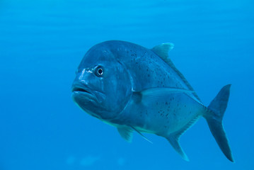 Fish in the Great Barrier Reef © John Casey