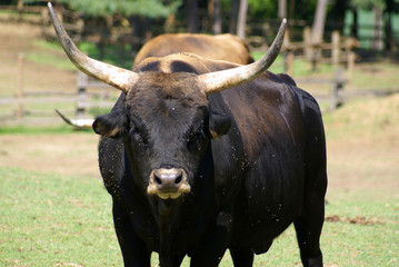 Taureau