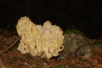 Clavaire chou-fleur,Aude,Pyrénées