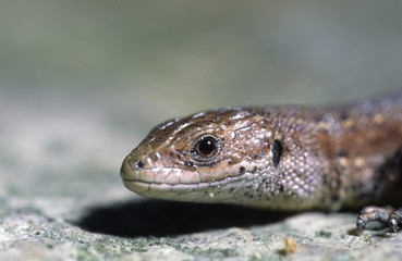 Naklejka premium Waldeidechse