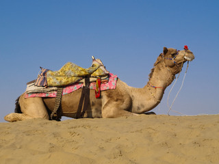 Camel sitting on sand dune