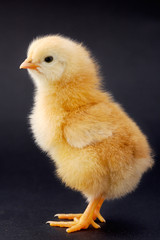 One small chicken a over black background