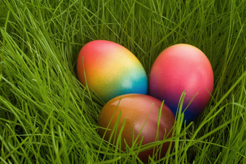 easter eggs in green grass
