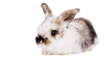 Cute little easter bunny on white background