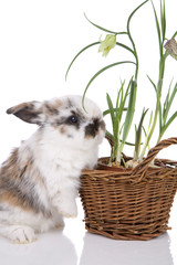 Cute little bunny with spring flowers