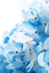 Hydrangea flowers background
