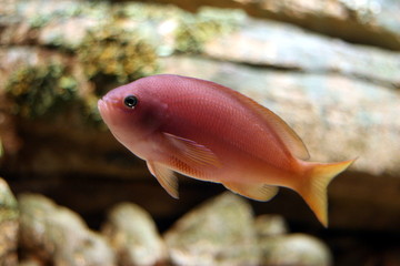 Obraz premium aquarium