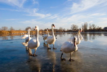 swans