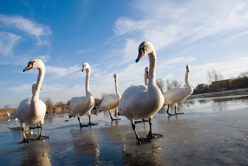 swans