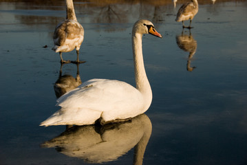 Obraz premium swans
