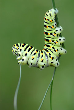 chenille du papillon machaon