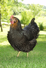 Une poule fière comme un coq !