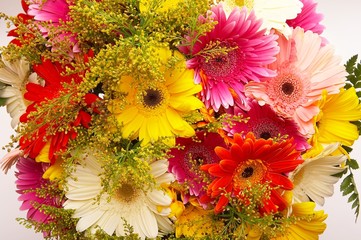 colorful gerbers