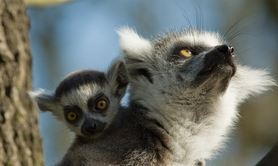 cute baby ring-tailed lemur