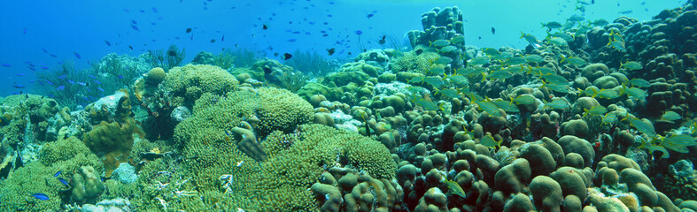 Underwater panoramic 