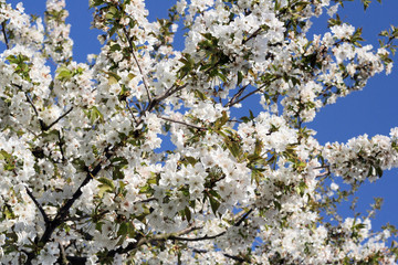 apple tree blossom