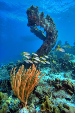 Fototapeta Coral reef scene 