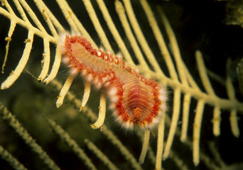 Bearded Fireworm (Hermodice carunculata) 