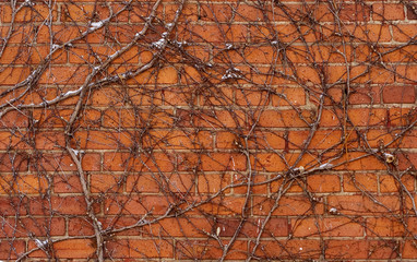 Brick wall covered with vines background