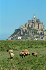 Mont Saint-Michel and lambs - France - Europa  - 6247333