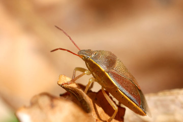punaise