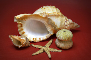 Whelks, starfish and sea-urchins over red background