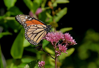 Monarch Butterfly on a Flower