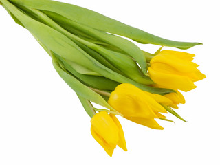 Yellow Tulips