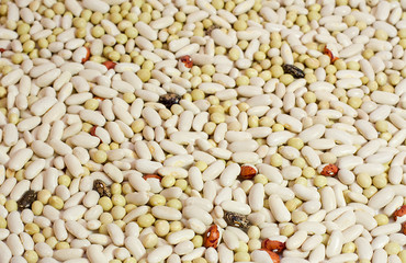 haricot beans