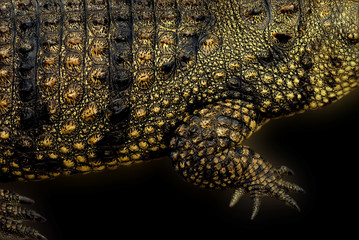 Part of the crocodile body.