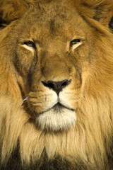 A closeup portrait of a beautiful African lion.