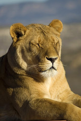 A beautiful lioness basks in the warm sunshine.