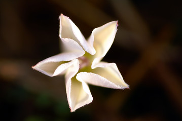 Fototapeta premium Fiore