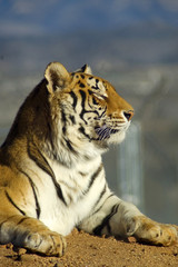 A beautiful tiger enjoys the sunshine.