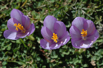 trois colchiques en ariége