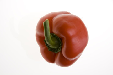capsicum