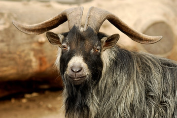 capra goat