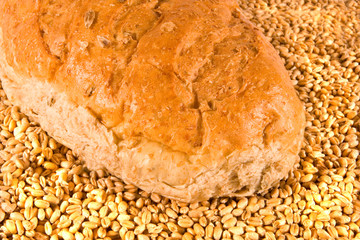 Large Brown Loaf on Bed of Wheat
