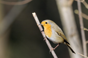 rouge gorge Erithacus rubecula rouge-gorge rougegorge