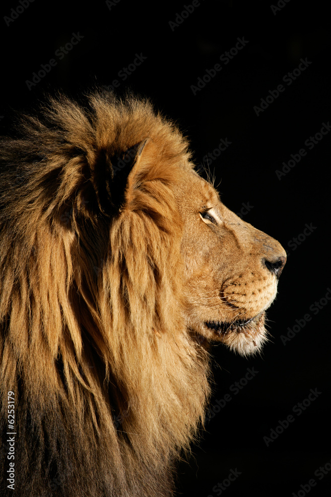 Wall mural Big male African lion (Panthera leo)