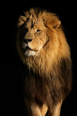 Obraz na płótnie Canvas Duży samiec lwa afrykańskiego (Panthera leo)