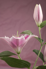Fototapeta premium Pink Lily 