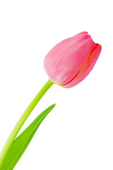 Tulip isolated on a white