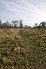 Fototapeta na wymiar Rough grass in a park in the winter