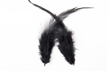 Black bird feather on white background