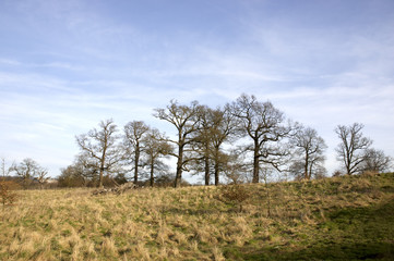 Fototapeta na wymiar Trees in winter in a park