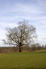 Obraz na płótnie Canvas An Oak tree in winter in a park with blue sky
