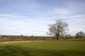 An Oak tree in winter in a park with blue sky