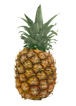 A whole pineapple isolated on a white background